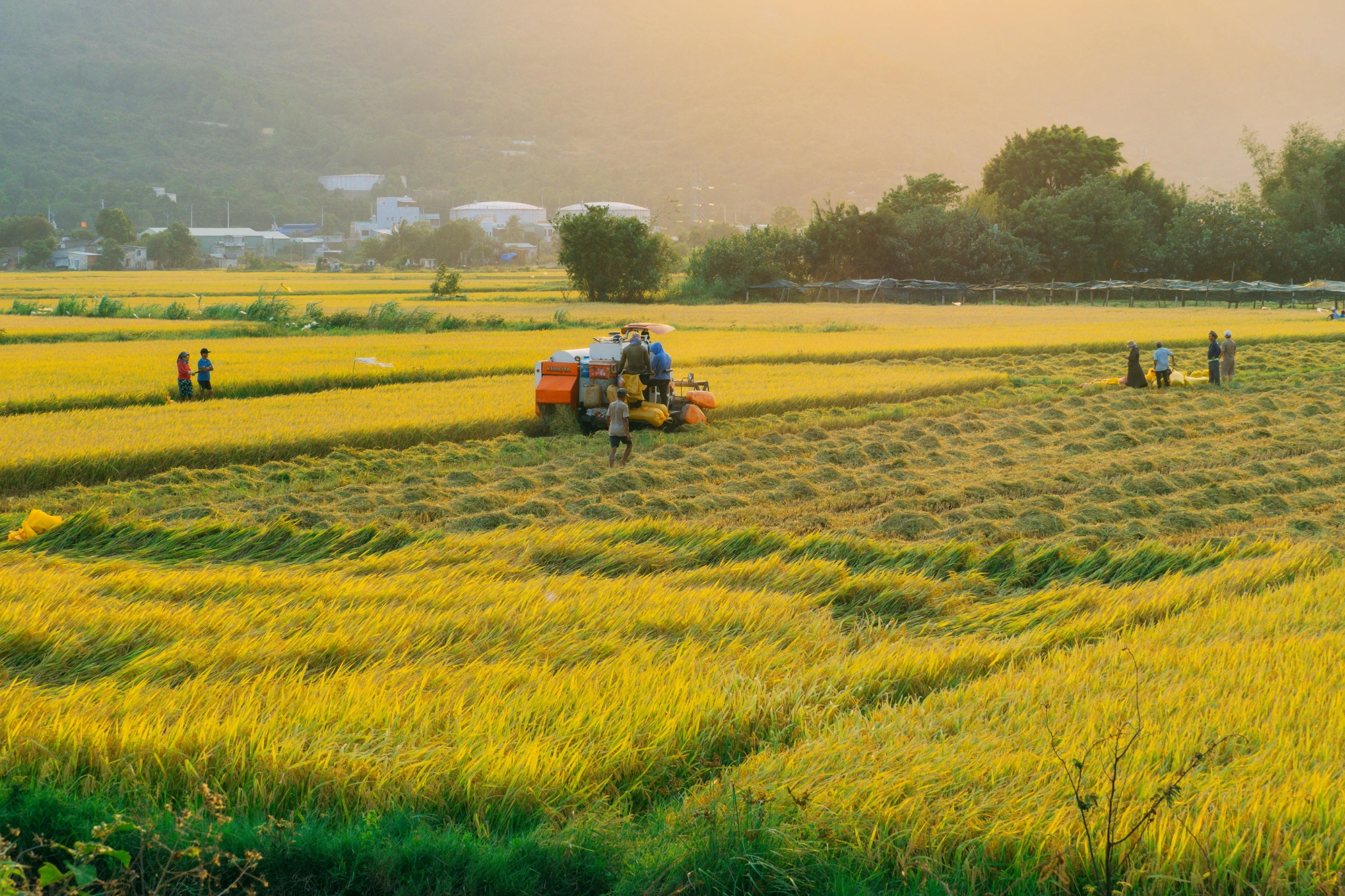 Explore Vietnam’s countryside during rice harvest season and admire its golden landscapes